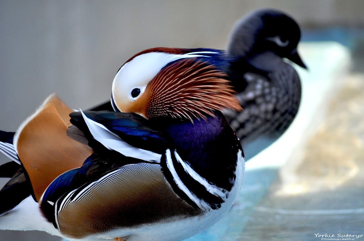 Mandarin Duck (Male)