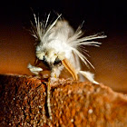 White flannel moth