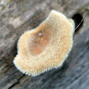 Hairy Oyster Mushroom