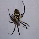 Black-and-yellow Garden Spider