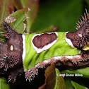 Saddleback Caterpillar Moth larva