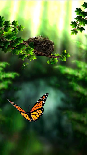 Image result for butterfly zen images