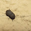 Dusty Maize Beetle