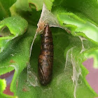 unknown pupa