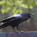 Common Raven