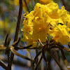 Yellow Trumpet Tree