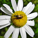Fairy-ring longhorn beetle