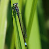 Blue-tailed damselfly (Ischnura elegans)