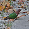 Green-winged Pigeon or Emerald Dove