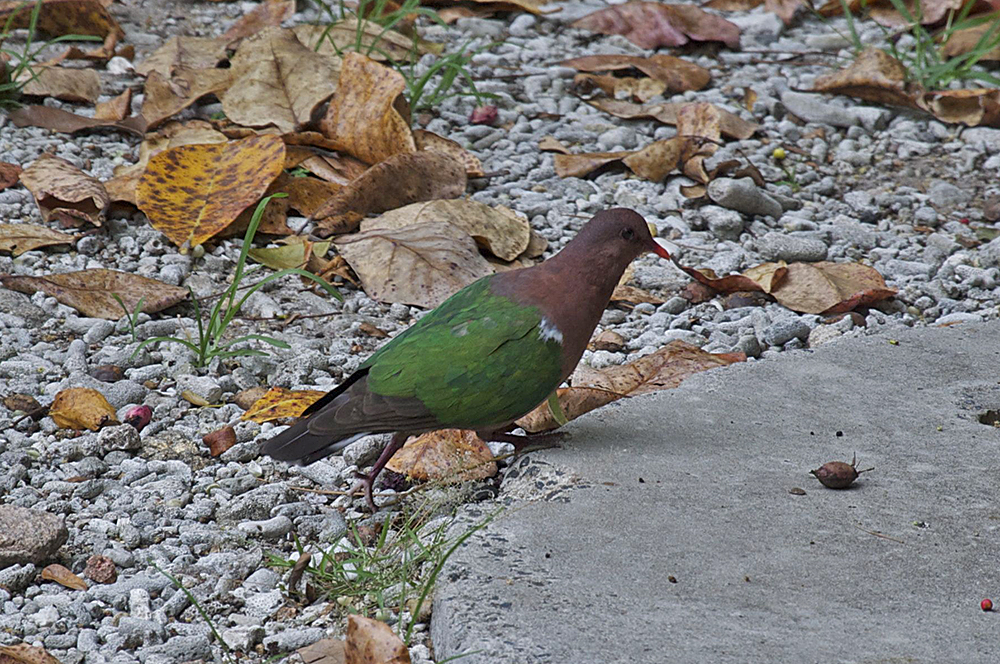 Green-winged Pigeon or Emerald Dove