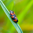 Black-and-red froghopper