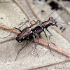 Tiger Beetle