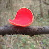 Scarlet elf cup