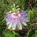 Passion flower