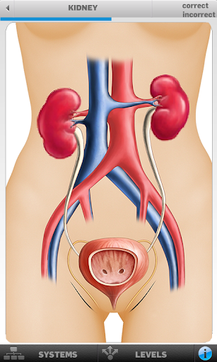 【免費解謎App】Urinary Anatomy Game-APP點子