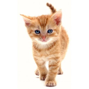 X Domesticated Animal Japanese 1.1.1