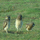 Owls Young