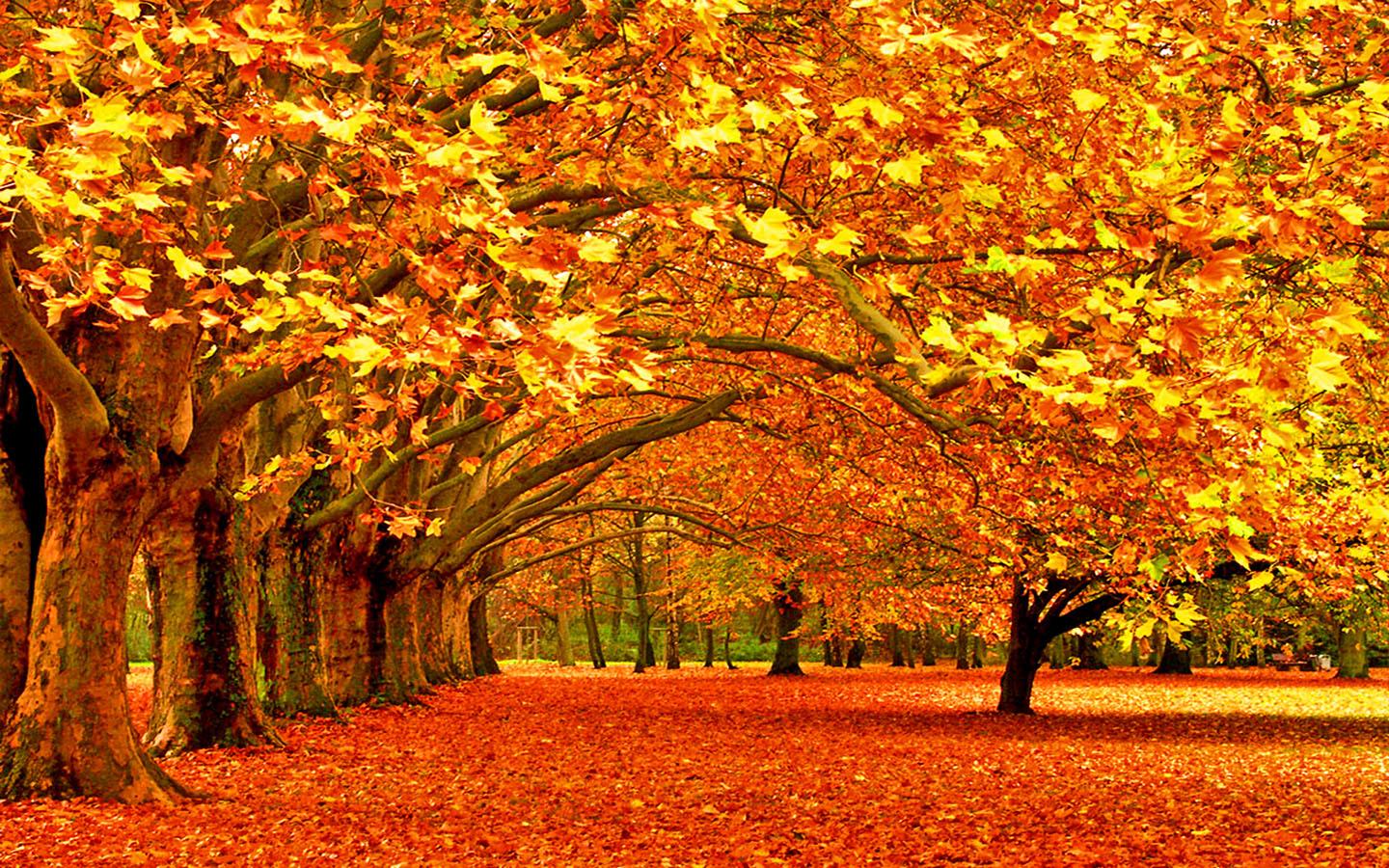 Image result for autumn