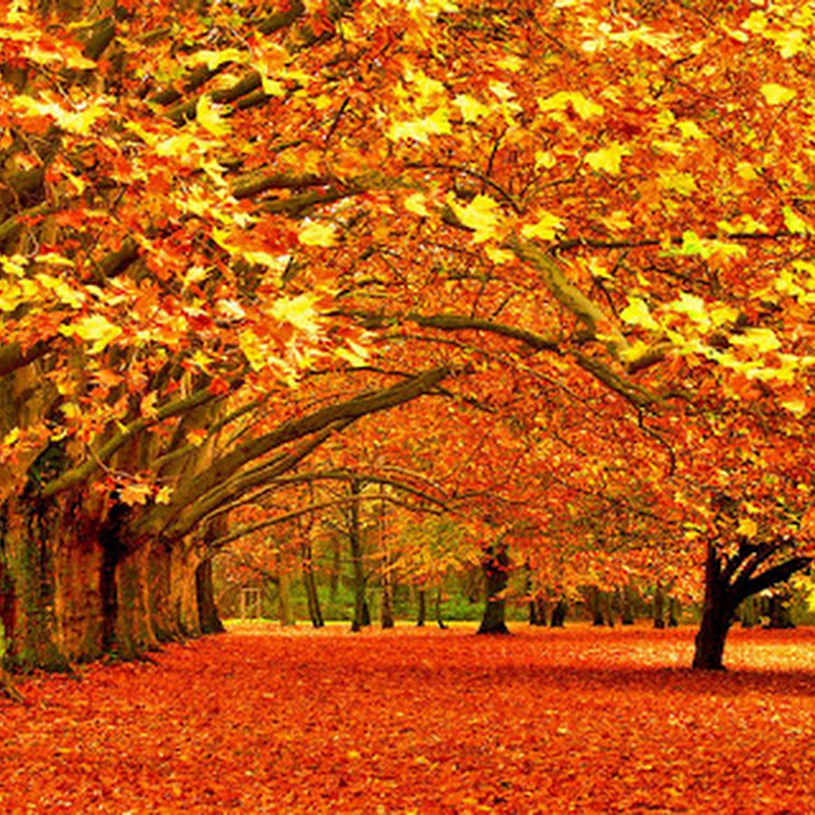 Autumn Wallpaper - Android Apps on Google Play