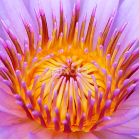 by Md Mamunur Rahman - Flowers Single Flower