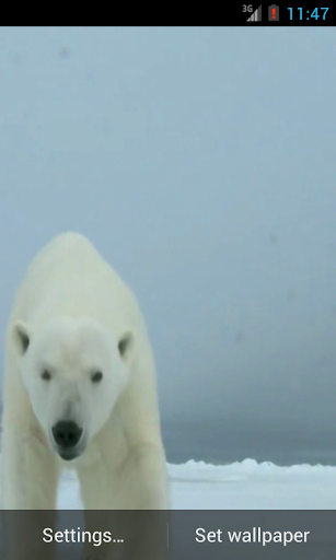 Polar Bear live wallpaper