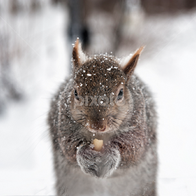 Daily visitor by Christine Clark-Hess - Animals Other