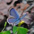 Eastern Tailed Blue Butterfly