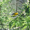 Prothonotary Warbler