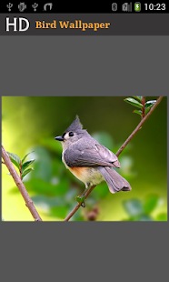 How to mod HD Bird Wallpaper 1.0.0 unlimited apk for pc