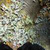 Shield Lichen