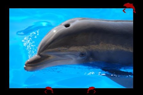 How to install my baby loves dolphins lastet apk for laptop