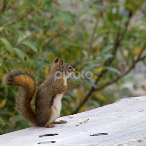 Don't take my picture! by Michelle DeWeese Webber - Animals Other