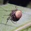 Bertrana spider