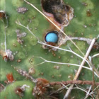Texas Prickly Pear (with lodged pellet)