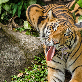 Mocking by Stefanus Ming - Animals Lions, Tigers & Big Cats
