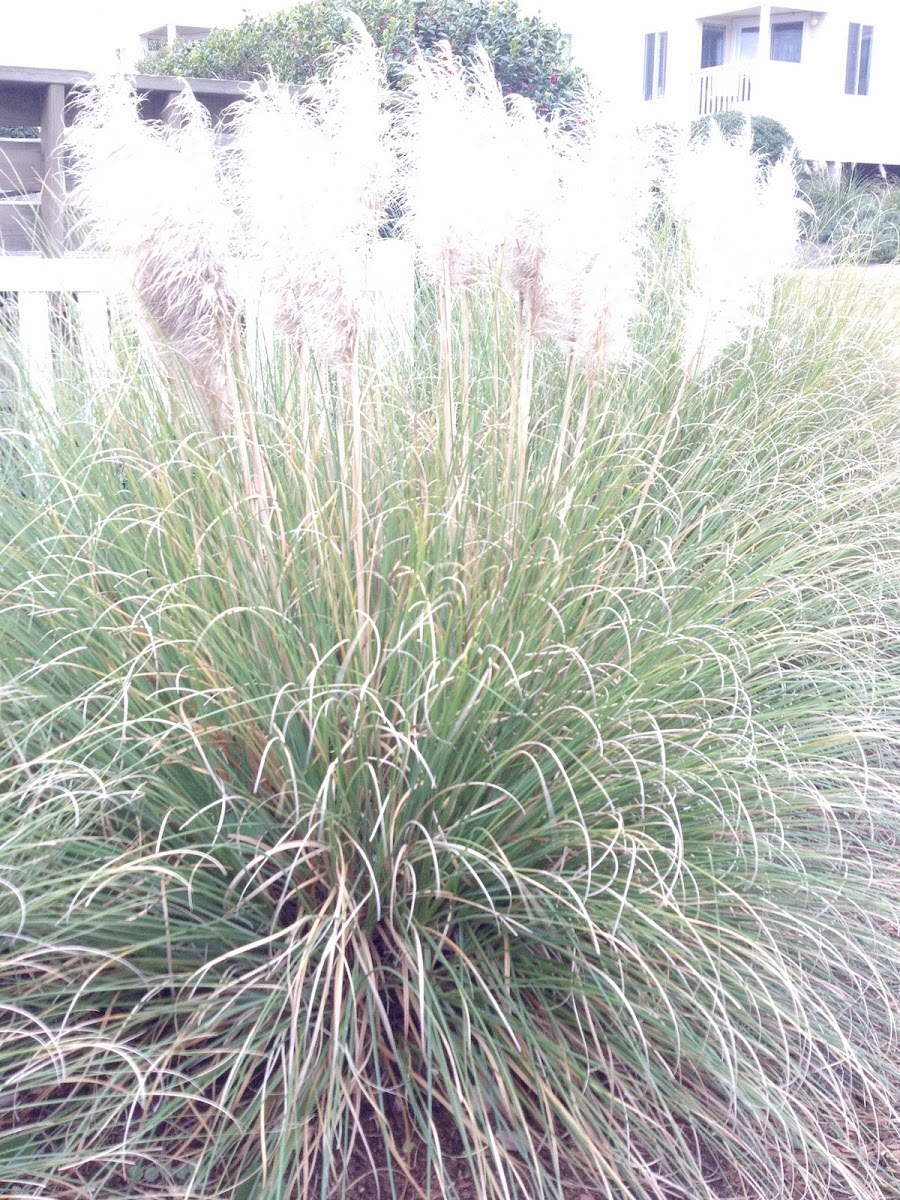 Pampus grass