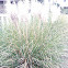 Pampus grass