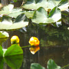 Yellow Pond-Lily