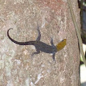 yellow-headed gecko