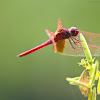Crimson Marsh Glider or Crimson Dropwing (Male)