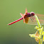Crimson Marsh Glider or Crimson Dropwing (Male)