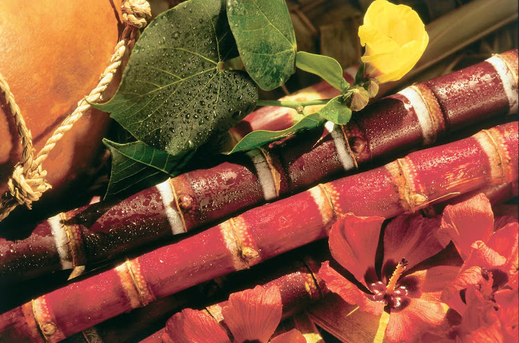 Close-up of Hawaiian sugarcane and hau blossom, ancient symbol of the human spirit.