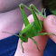 Short-winged Green Grasshopper