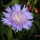 stokes's aster