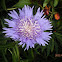 stokes's aster