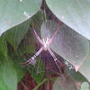 Siignature Spider