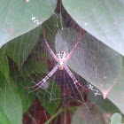 Siignature Spider