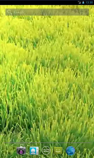 Grass And Wind Live Wallpaper