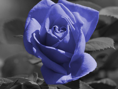 [最も好ましい] 青い 薔薇 壁紙 312224-青い薔薇 壁紙