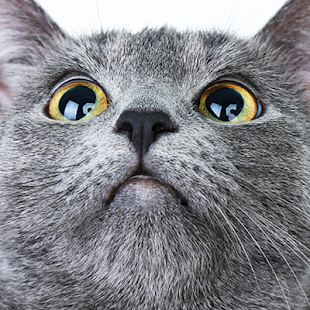 How to get Free Cat Sounds App 1.0 apk for pc